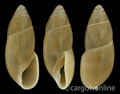 IMG_detallada/Ferussacia (Ferussacia) folliculum.jpg